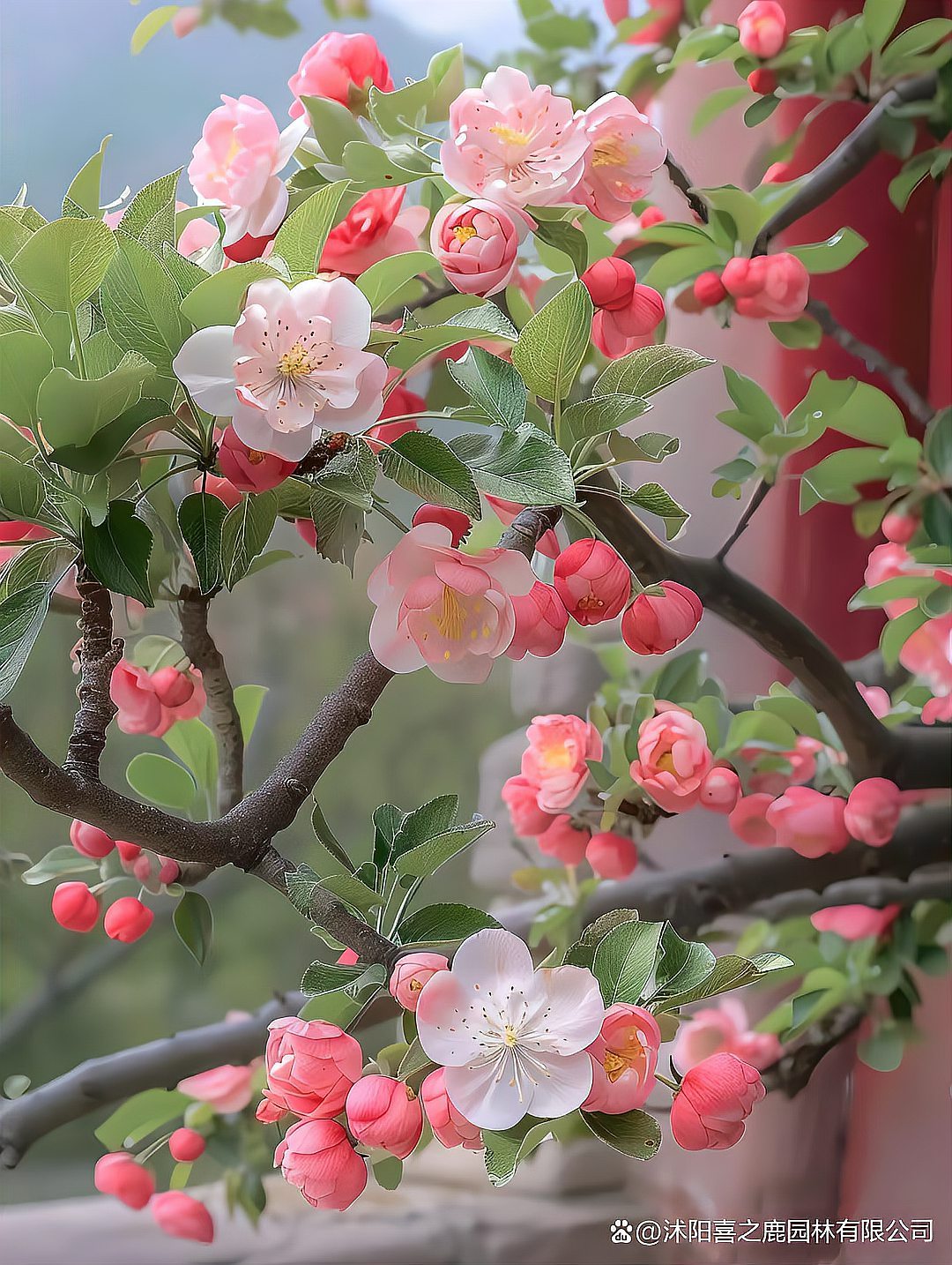 海棠花不吉利图片