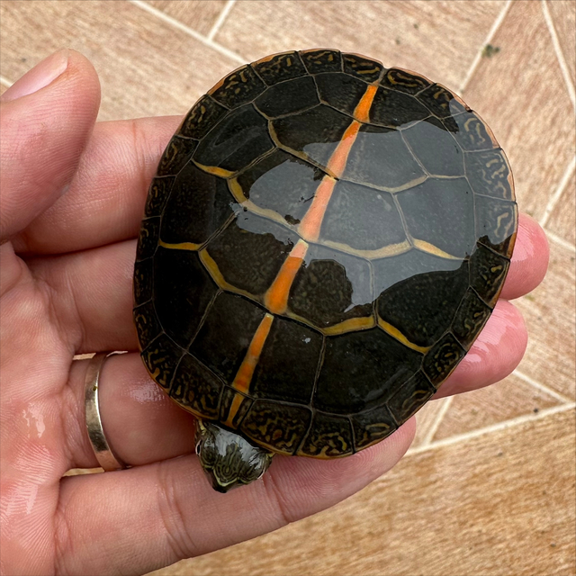 南部锦龟是什么龟?南部锦龟科普介绍,一文搞懂南部锦龟方方面面