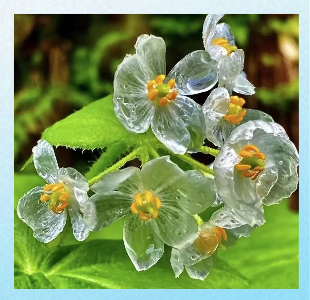 日本山荷叶:遇水"隐形"的神奇花,展现独特的物理现象