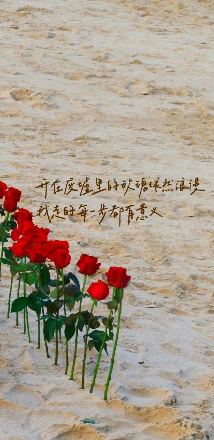 温暖治愈风壁纸:心灵的抚慰与情感的共鸣
