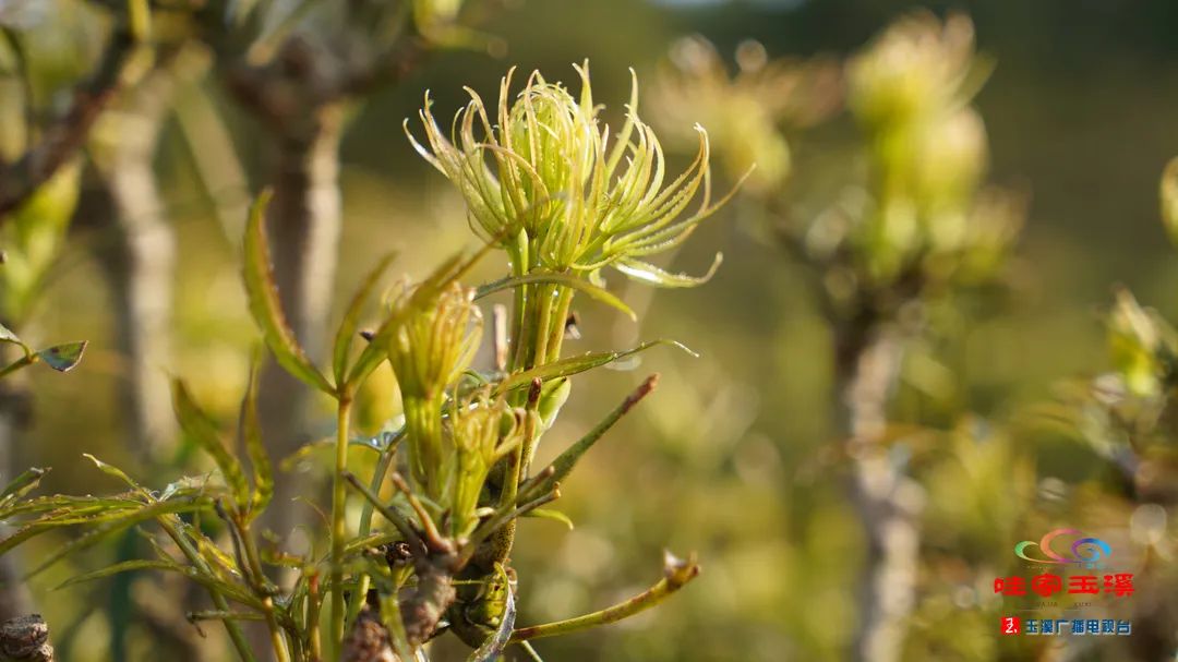 在玉溪,有一种美味叫梁王茶尖