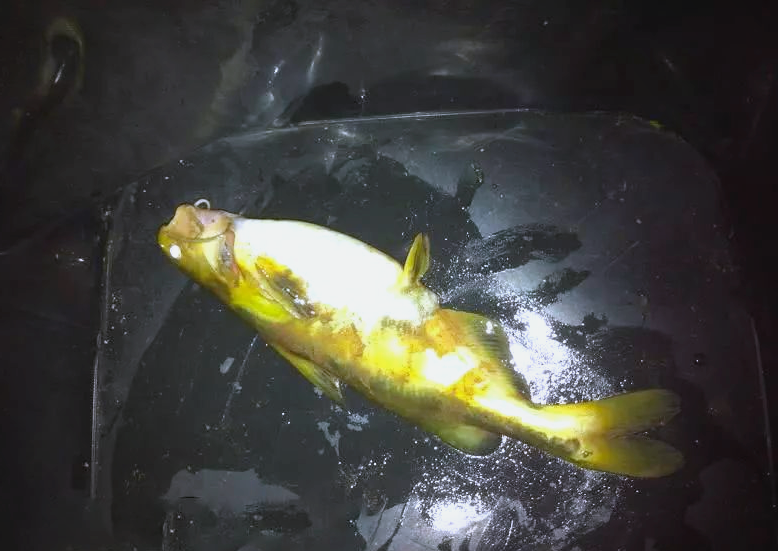 贵州角角鱼:美味诱惑与钓食乐趣的完美结合