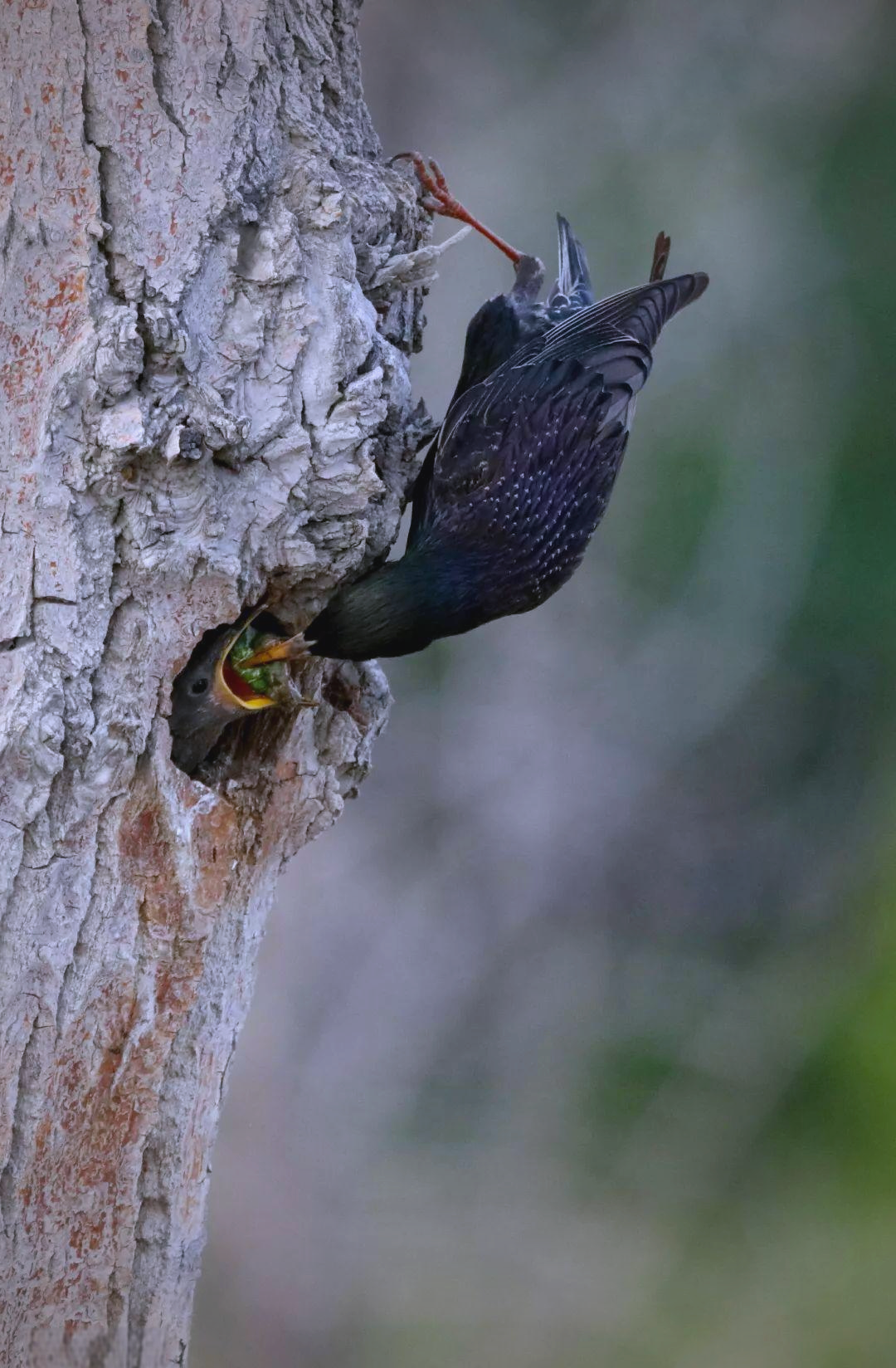 紫翅椋鸟喂食的生动画面紫翅椋鸟喂食的生动画面从树洞中,两只雏鸟
