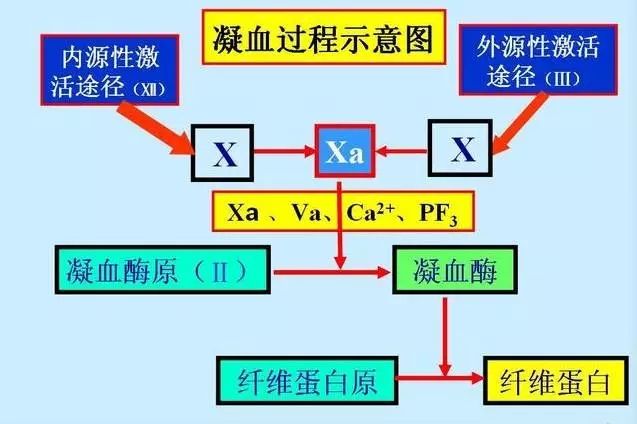 北京丰台广济中西医结合医院史淑荣:血友病是怎么回事?