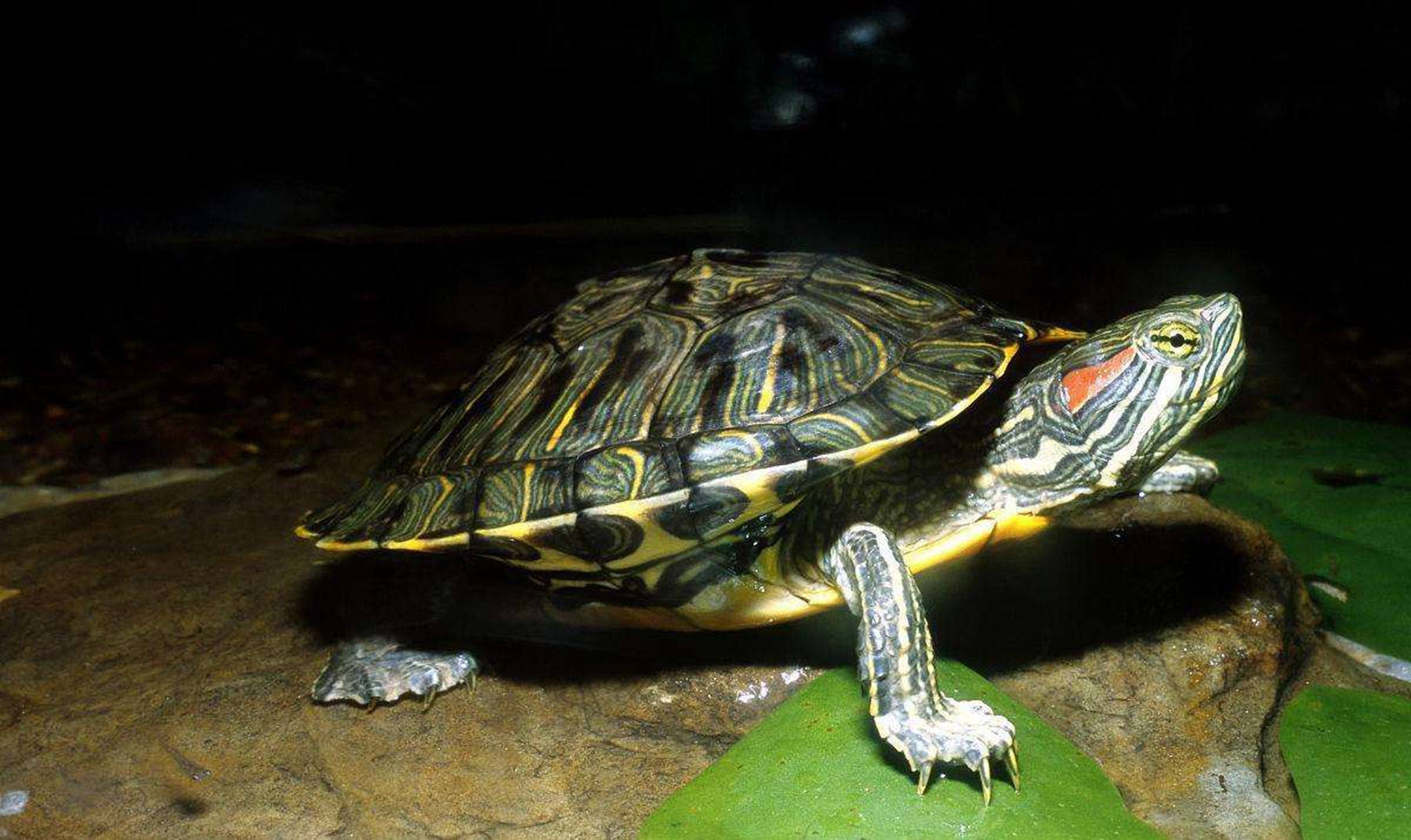 巴西龟冬眠吗,冬眠需要什么?巴西龟冬天可以干养吗?