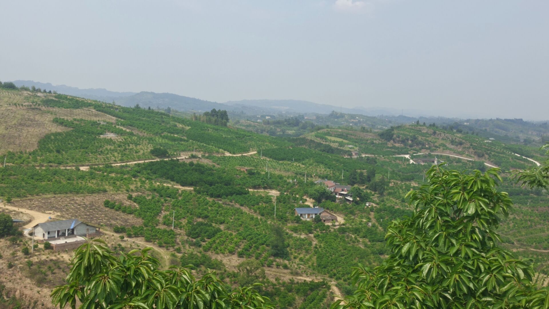 荣县东佳镇顺河村党支部:立足乡村树担当 心系群众谋发展