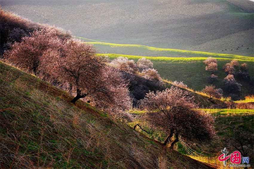 新疆那拉提草原杏花开了!带着你爱的ta出发吧