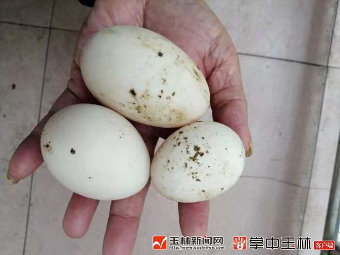 一枚鸭蛋近三两 你见过吗?