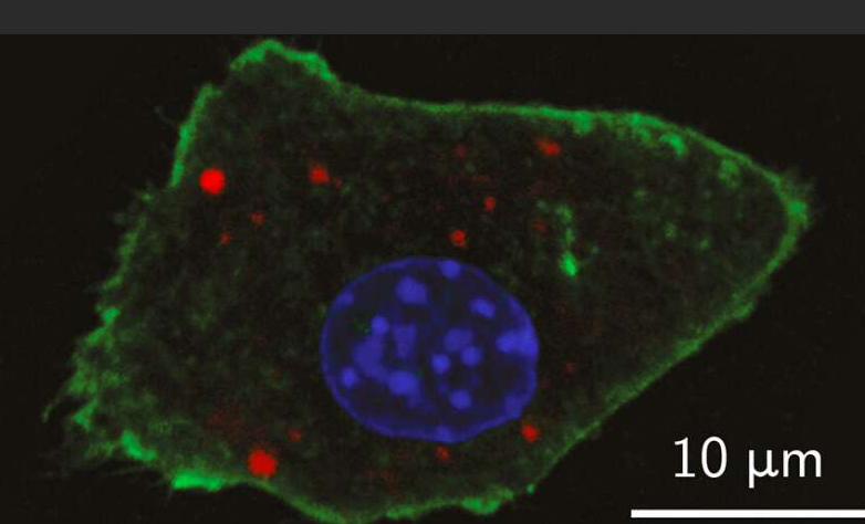 tritc-tio2四甲基罗丹明tritc修饰二氧化钛纳米粒