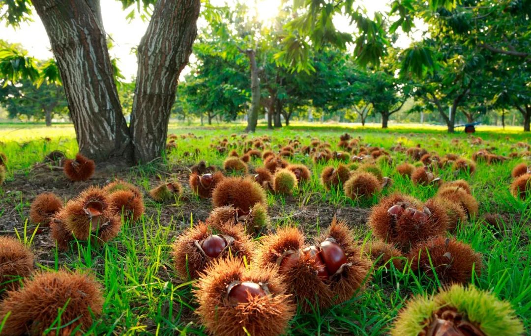 返团|返团n次,甘甜软糯的迁西板栗仁上新了,今年板栗大丰收,价格超