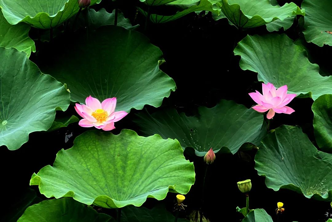 与荷花"藕遇",松江这波养眼美图请收下