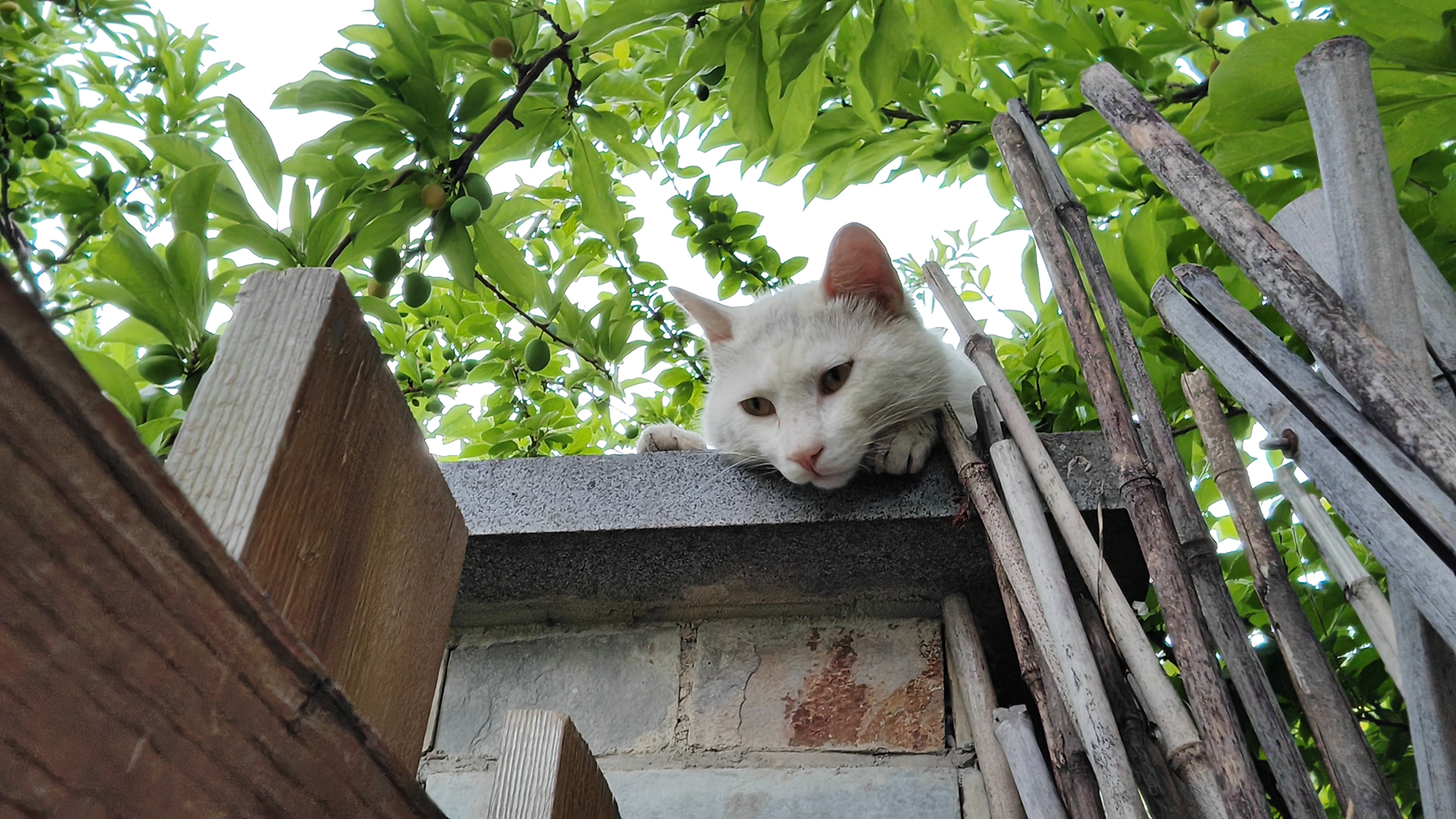 会为窜访我家小院的流浪猫开门招待一下,有时,它们因为怕人,进屋乱藏