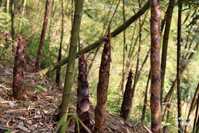 好一口山野甜脆!云南富源古敢水乡竹笋新鲜上市啦