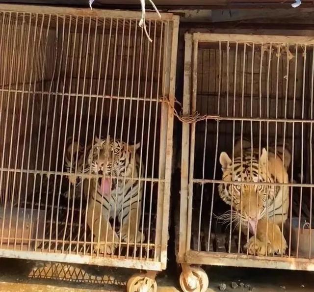 这个皖北小村豢养着约1000只老虎村民养不起扔不掉