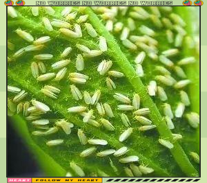 烟粉虱的危害与全面防治策略解析