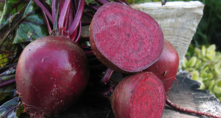 星露谷甜菜什么季节种植