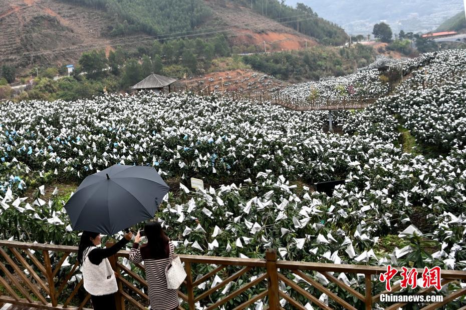 "中国枇杷之乡"福建云霄"枇杷雪景"迷人