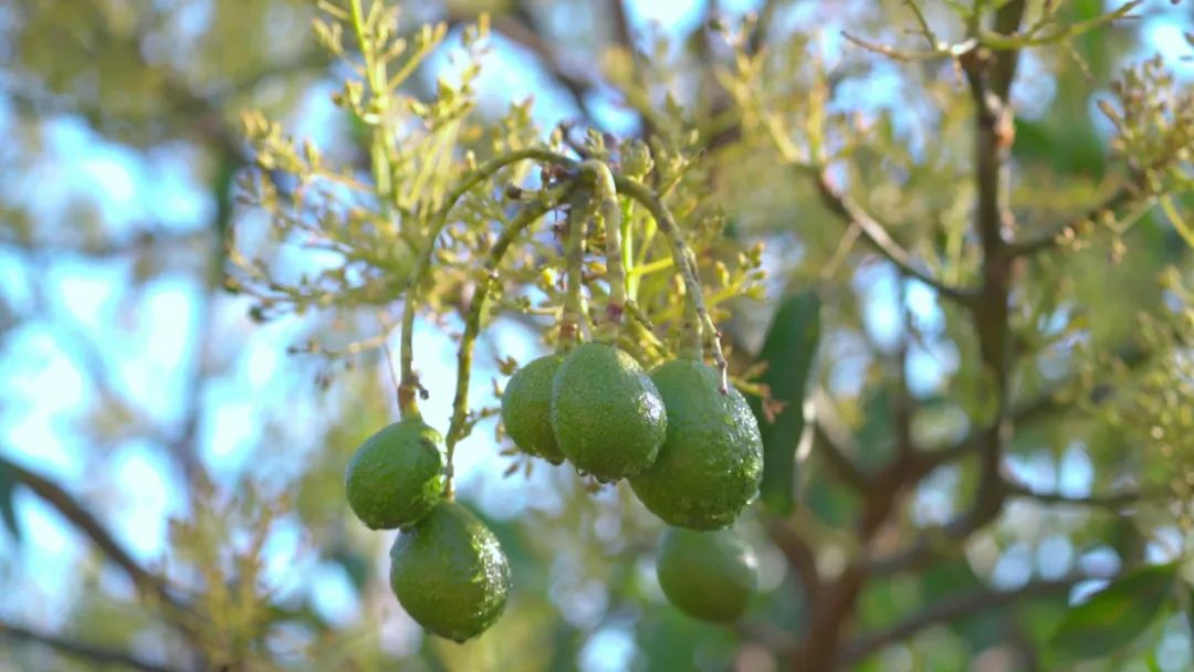 见过牛油果花吗?来孟连万亩种植基地看看