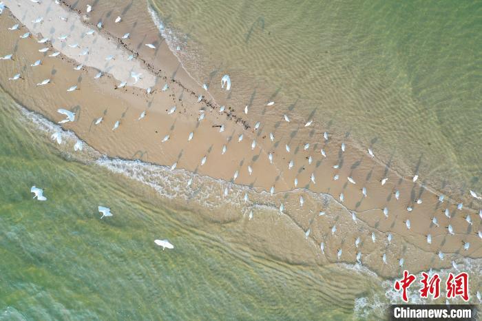 「美丽中国·网络媒体生态行」广西北海金海湾红树林"海上森林"白鹭