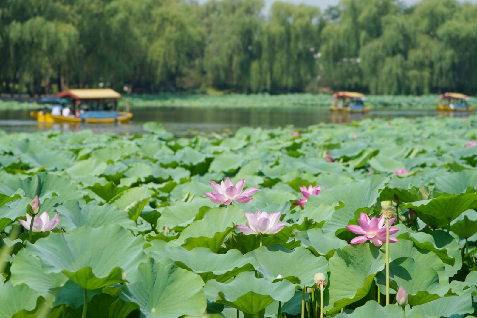 荷花的图片大全风景图片