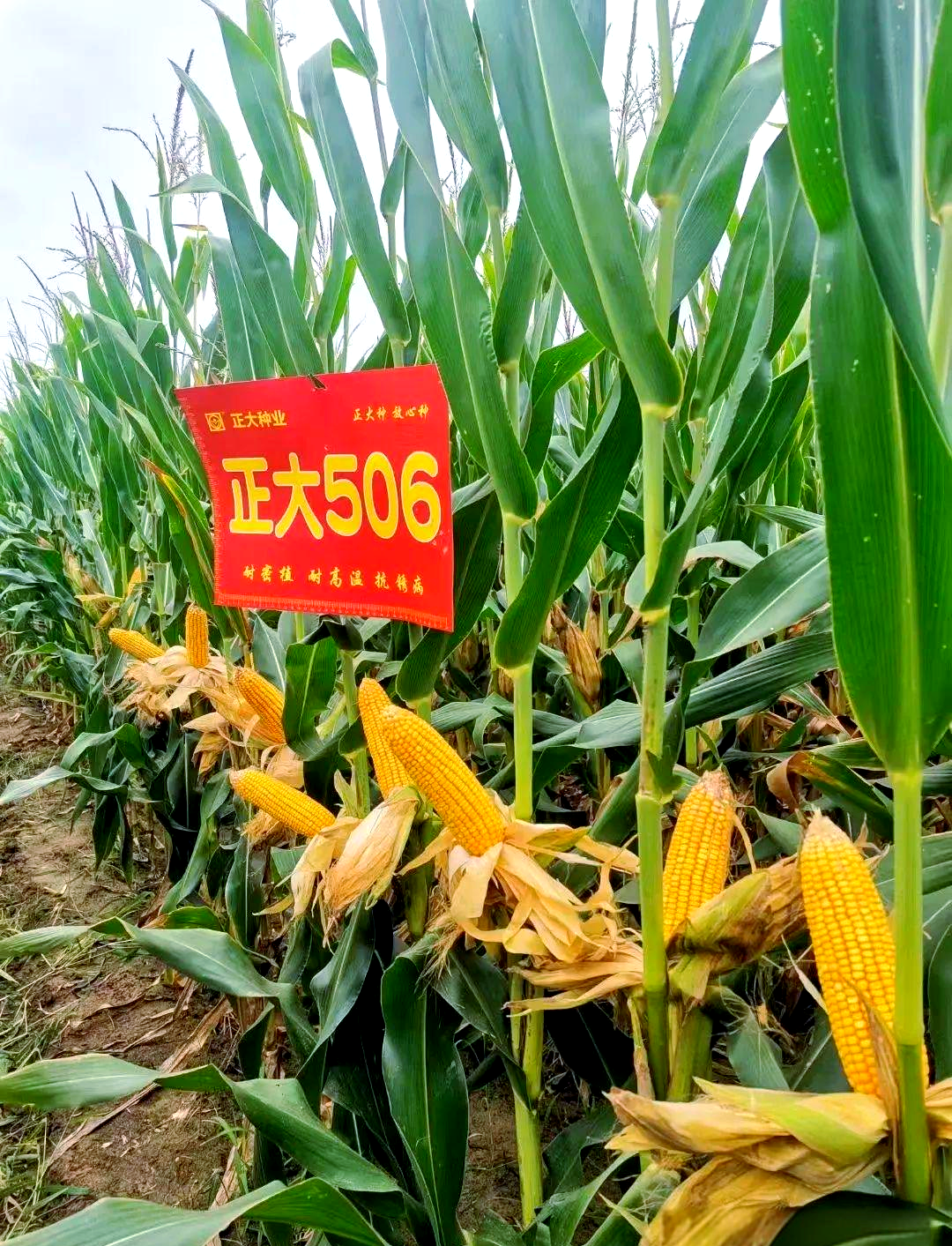 正大506品种选育的探讨与展望