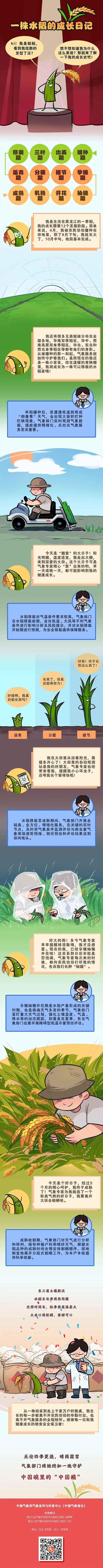 一株水稻的成长日记|手绘