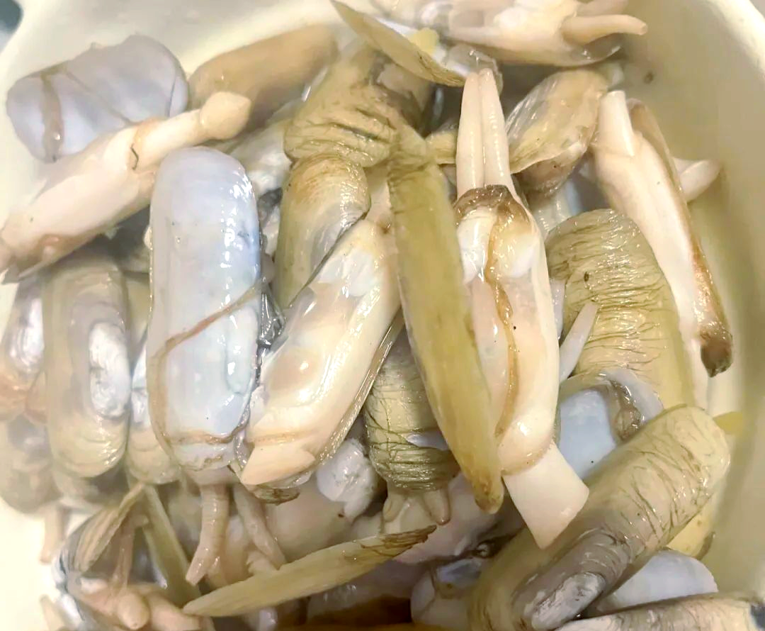 蛏子:营养丰富的海鲜美食,铁含量远超牛肉,鲜嫩口感满足你的味蕾!