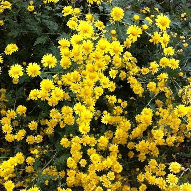 野菊花,绽放在秋天的角落,生命顽强,不畏风霜与严寒.