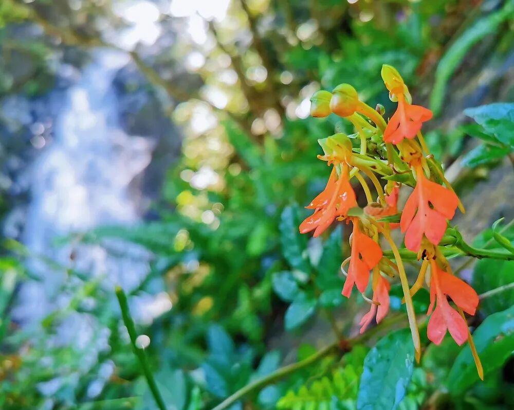 深圳盛夏的精灵:橙黄玉凤花在幽谷中的绽放