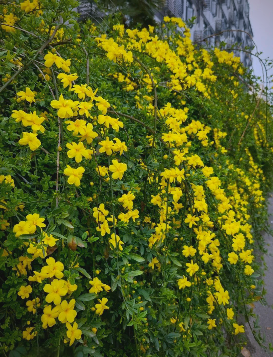 迎春花与野迎春的外观相似,但生长习性不同