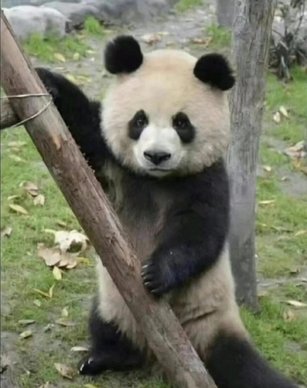 熊猫# 潦草的够寒碜[捂脸] 陈女士的大头看一次笑一次,果然是飞云是