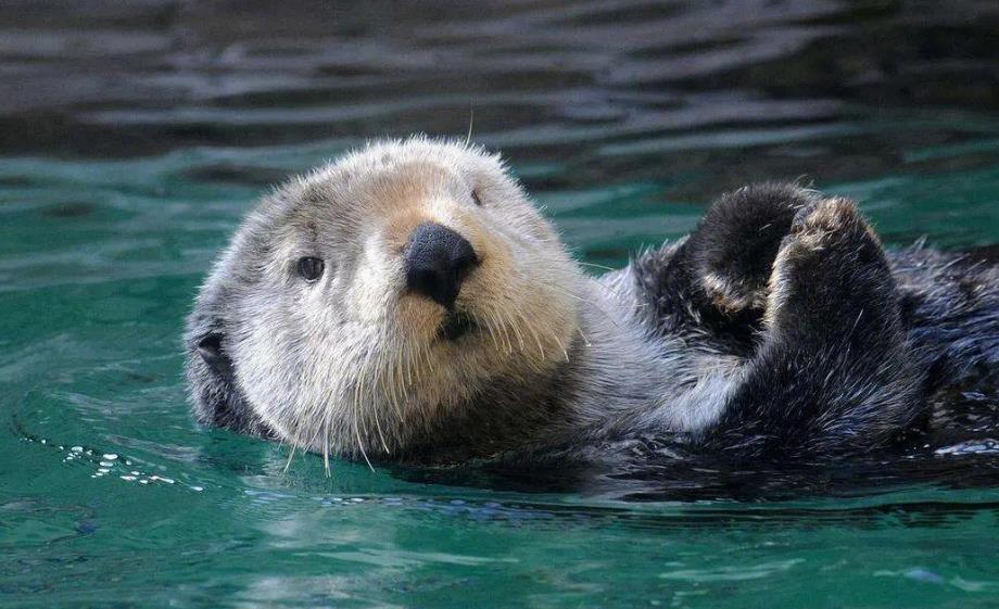 海獭:会使用工具的海兽,聪明的它们需要我们共同的保护