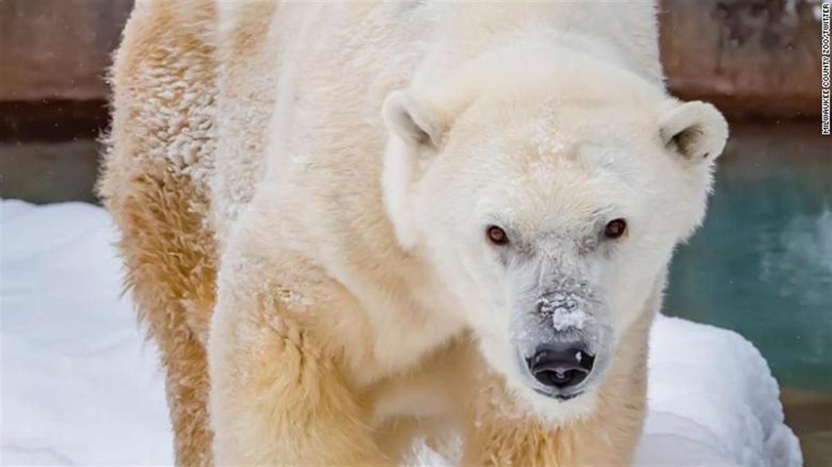 北美最年長北極熊被安樂死,曾是動物園