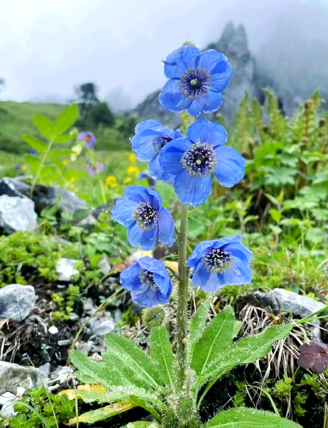 全球范围内,绿绒蒿及其变种已达79种之多,其中80%的种类