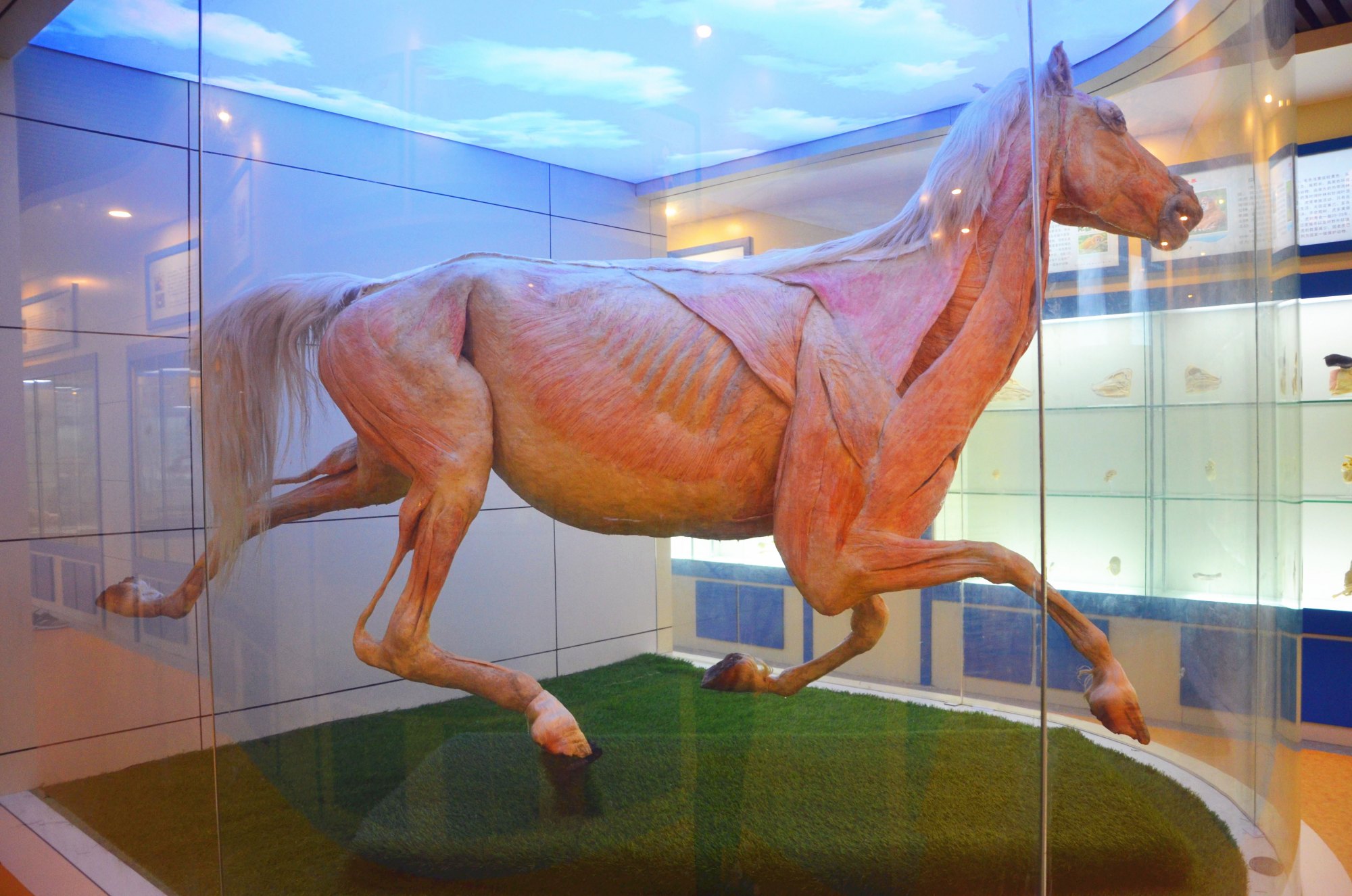 马塑化解剖标本