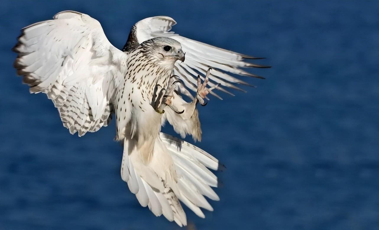 "神级猎手:海东青,天鹅与野狼的古代狂猎"