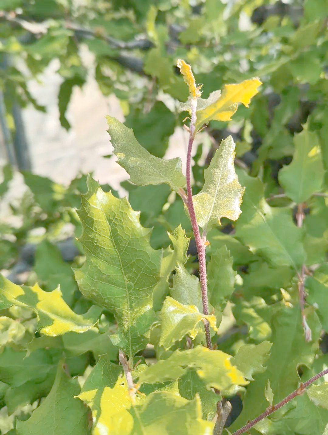 从山海经走来的橿子栎,见证人间的沧桑巨变