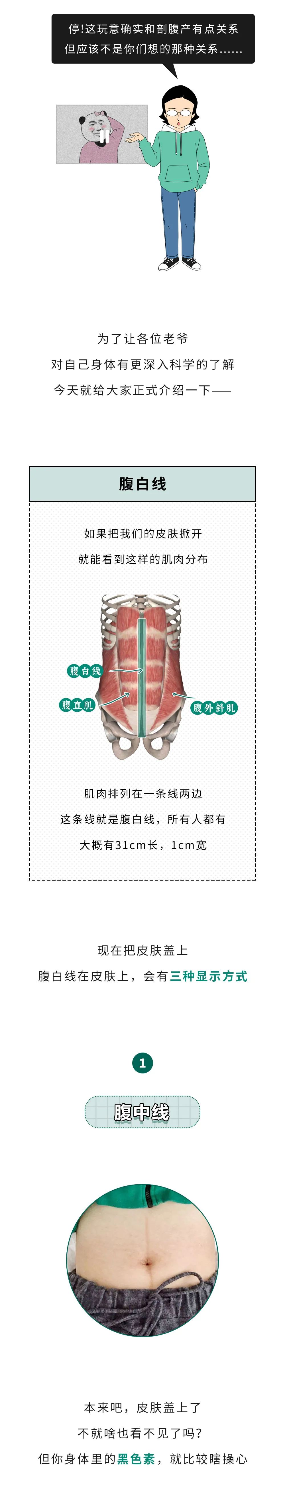 腹白线位置图图片