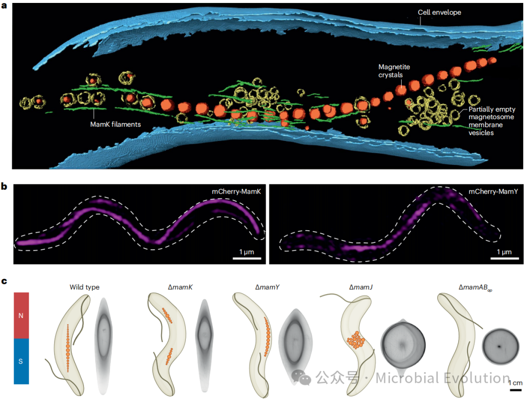 nature reviews microbiology