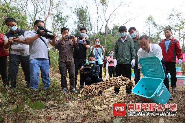 豹猫,蛇雕,仓鸮……广西这33只神奇动物回家了