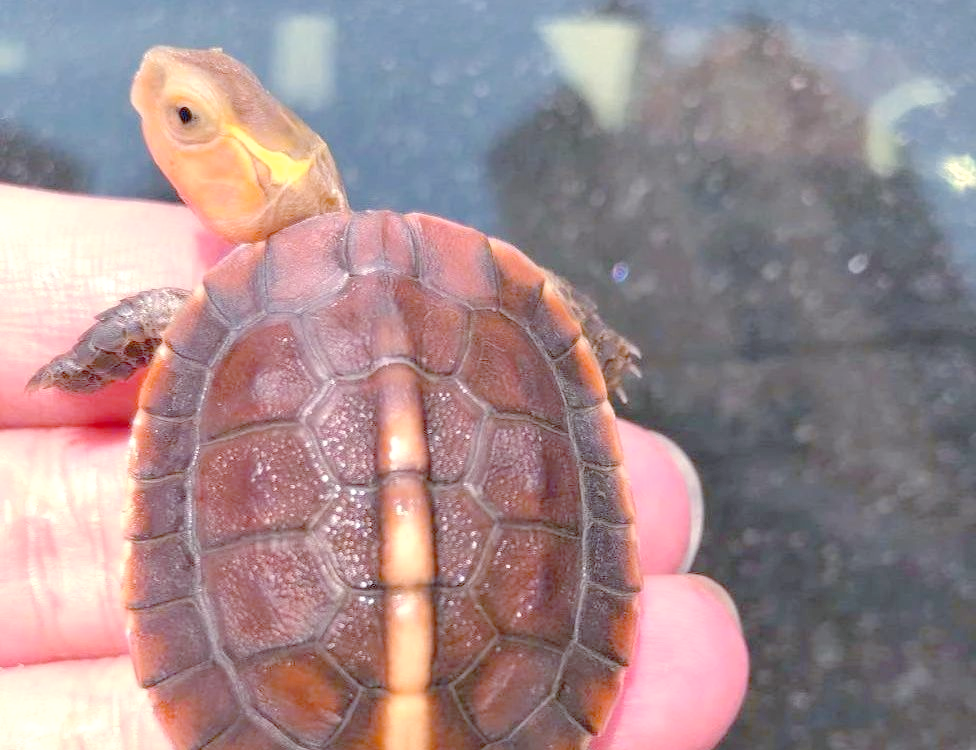 中美洲河龟:6500万年前古龟的最后代表