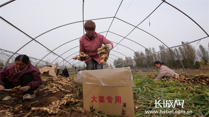 河北磁县:生姜铺就乡村振兴路