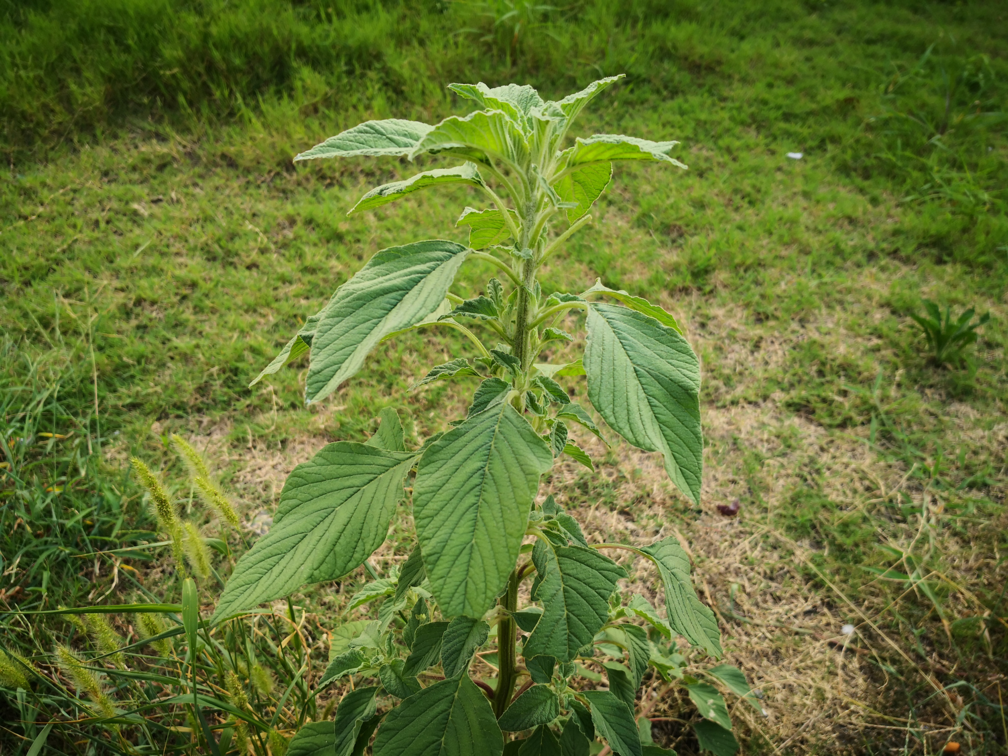 入侵植物-反枝苋