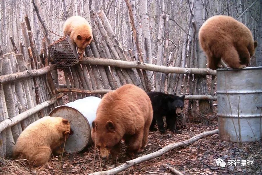 俄罗斯熊,真的不能惹