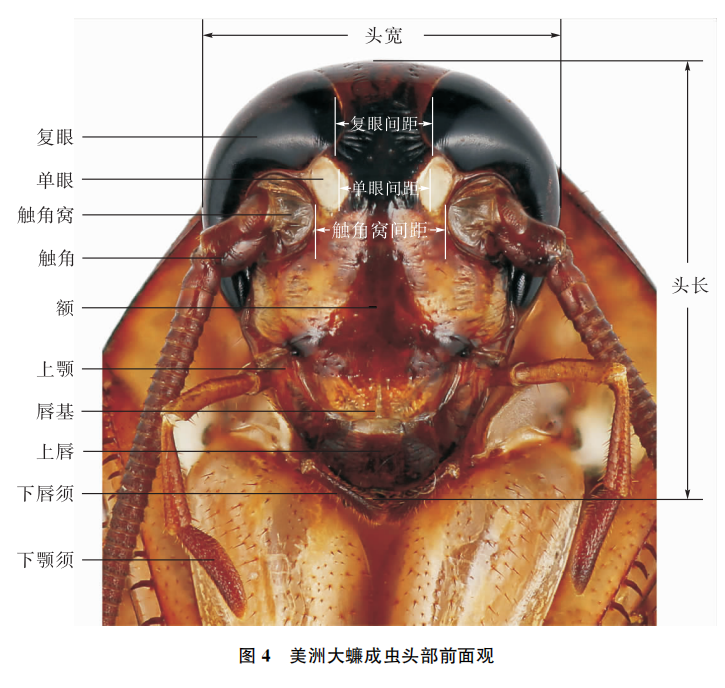 美洲大蠊抗癌效果图片