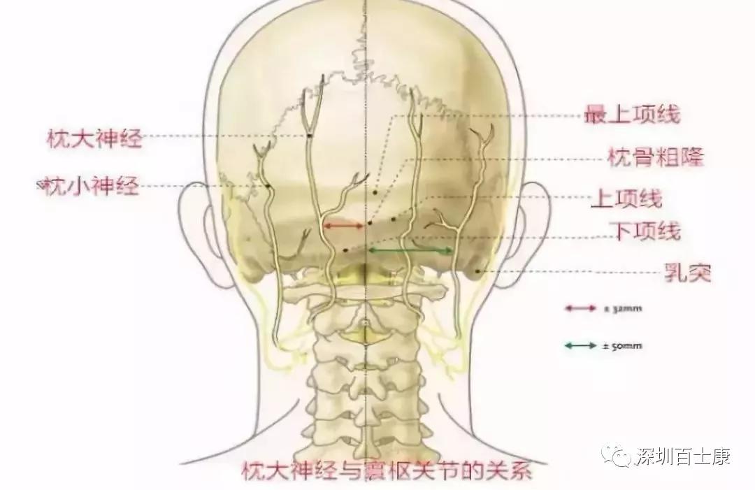 面相枕骨图片