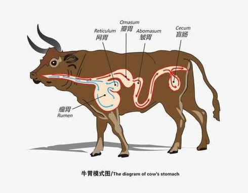 兔子祖先进化图演化图片