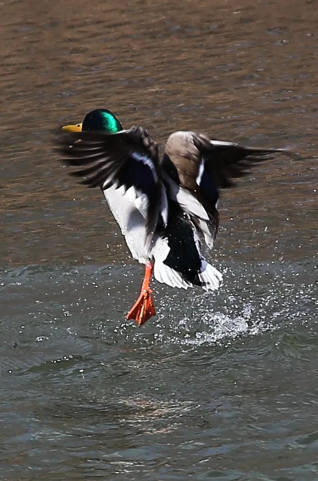 翻羽浅翔低廻舞 春江水暖鸭先知