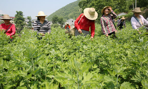 湖北郧西:艾叶香溢致富路