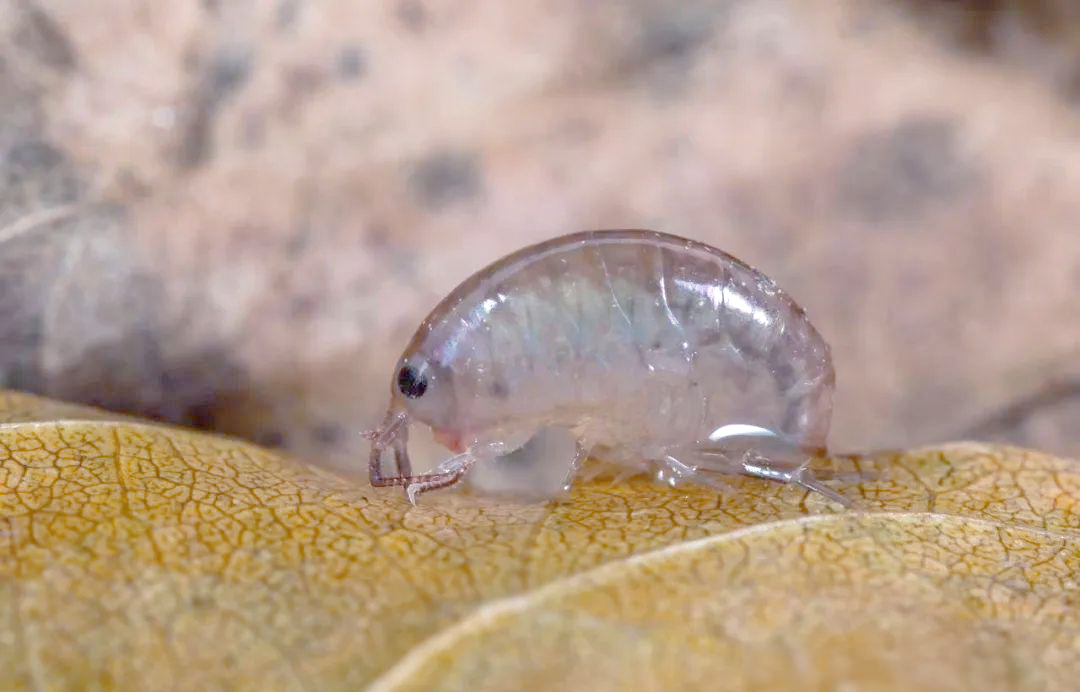 北京奥森公园再添新种,钩虾命名引发关注